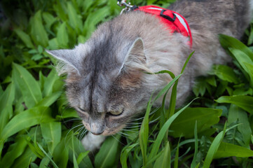 Close up portrait of the intelligent and exceptionally playful Siberian cat. Domestic animal. Picture of the adorable pet lying in the wild garlic field with large round eyes and cute small nose.