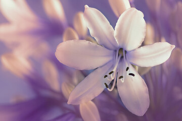 Fototapeta na wymiar flower art in soft focus macro closeup 