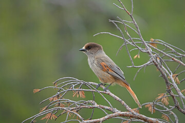 Siberian Jay in Fulufjället nationalpark Zweden.