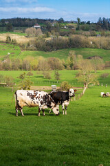 Animal ferme vache 536