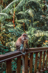 A funny monkey in the Monkey forest, Ubud, Bali