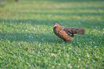 pheasant in the garden