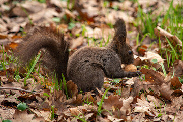 Naklejka na ściany i meble ruda wiewiórka w parku 