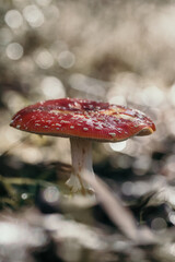fly agaric, beautiful and poisonous mushroom