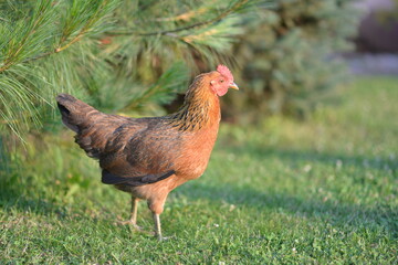 rooster in the farm