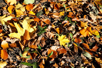 a lot of yellow and red leaves are lying on the ground . top view
