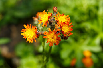 Pilosella aurantiaca (Orangerotes Habichtskraut)
