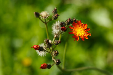 Wiesenblume: Orangerotes Habichtskraut (Pilosella aurantiaca)