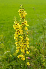 Wiesenblume Verbascum nigrum (Schwarze Königskerze)