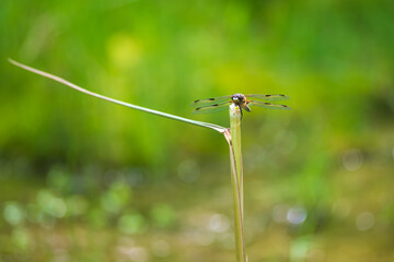 Dragonfly - Odonata with outstretched wings on a blade of grass. In the background is a beautiful bokeh created by an  lens.