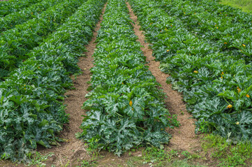 黄色い花咲くスッキーニ畑