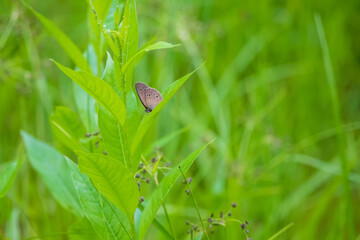 Little colorful butterfly on green grass. The background is green with nice bokeh.