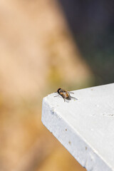 Macro view of one domestic fly