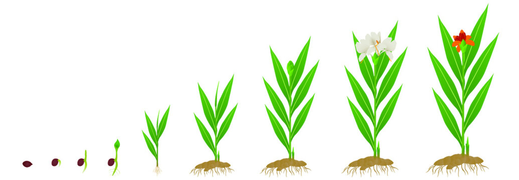 Cycle growth of hedychium coronarium ginger plant from seed on a white background.
