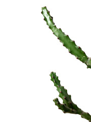 cactus white background