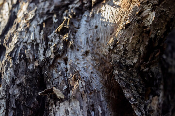 Wood Hard Texture