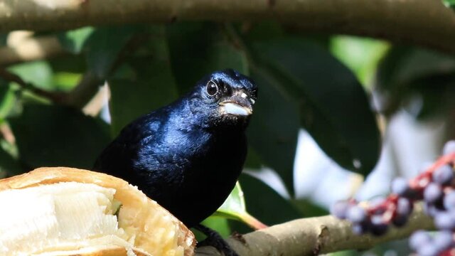 Ave ti&ecirc;-preto comendo banana.