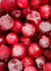 Frozen red cranberry berries, covered with frost.