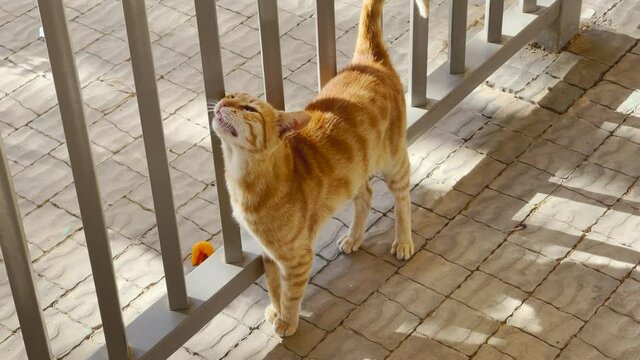 Beautiful ginger cat meows and rubs against a gray metal fence