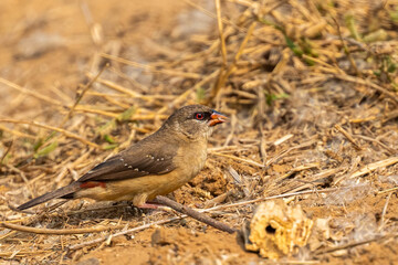 Red Avadavat in search of food