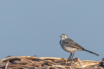 A white wagtail sitting on a lake