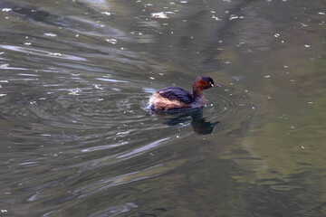 Little Grebe having a swim