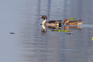 Pin Tail Duck having swim