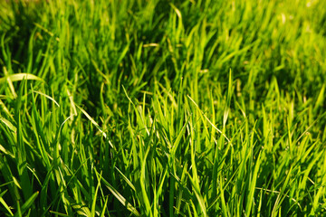 Unmown green spring grass in the rays of the sunset. Green natural background.