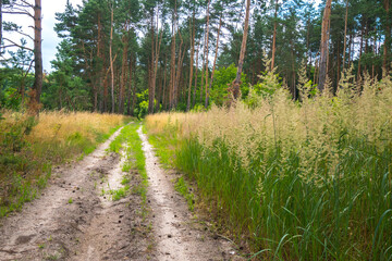 Road in Pine trees forest.