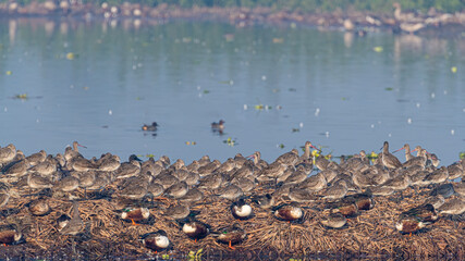Flock of Godwits resting on a island