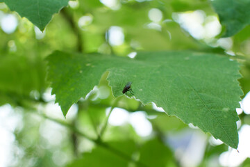 Fly is sitting on the green leaves. Summer insects.