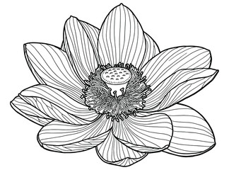 Lotus flowers. Botanical illustration. Coloring page. black outline. Realistic drawing. Vector illustration. 