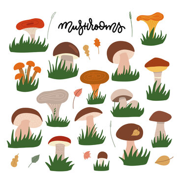 Forest mushrooms with gress flat illustrations set. Edible and fungi color drawing. Cartoon chanterelles, boletus edulis, russula, champignon isolated on white background. Flat vector illustration.