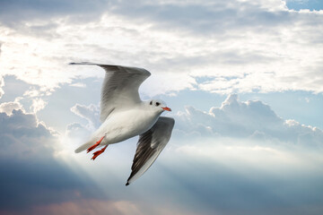 A flying seagull with open wings. A seagull fly freedom in the sky. Seagull on the Bosporus Strait. 