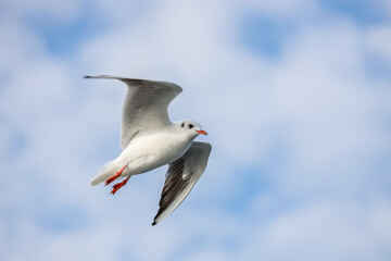 Fototapeta premium A flying seagull with open wings. A seagull fly freedom in the sky. Seagull on the Bosporus Strait. 