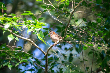 Tico tico, small bird perched on tree among leaves in selective focus. Jitica