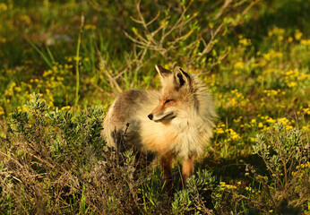 red fox in the brush