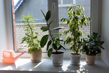 Home plants on the windowsill. Green corner and tropics in the house