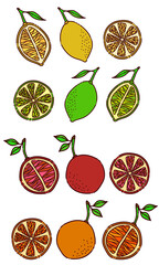 Set of fresh citrus fruit, lemon, orange, grapefruit, lime. Vector illustration for cafe, restaurant, menu, cards, prints, stickers