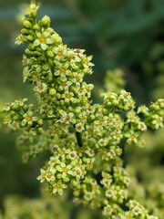 Fototapeta premium Flowering Smooth Sumac in the summer season