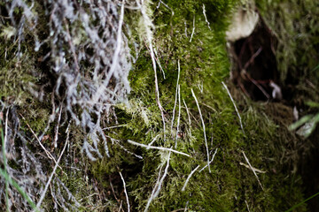 Moss in forest