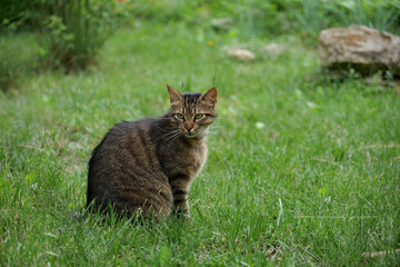 horizontal grey cat on grass