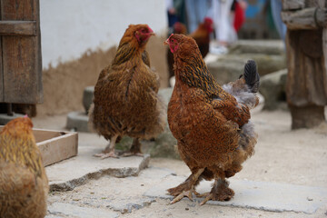Various free range chickens feeding on grass at organic farm