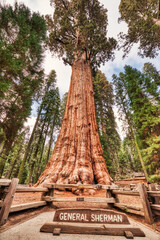 General Sherman Tree in the Sequoia National Park, California