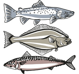 Fish black silhouettes vector icons, fish market and fishing. Pike, perch, river sheatfish and flounder, carp fish. Isolated on white