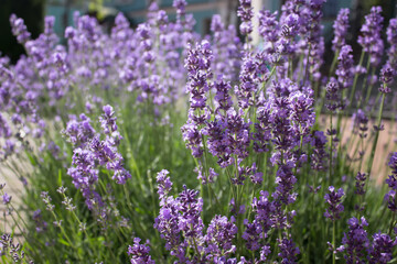 Lavender flowers blooming on a bright sunny day