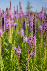 Fototapeta na wymiar Purple liatris blazing star at sunset