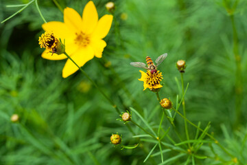 Insect on a yellow flower