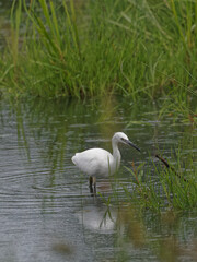 A Little Egret (Egretta garzetta) fishing on the Calder and Hebble Navigation canal.
