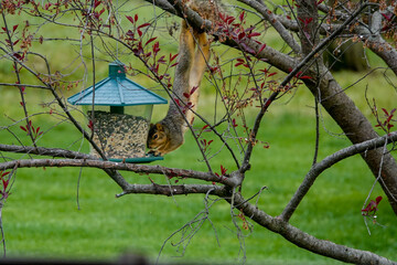Bird Food Thief